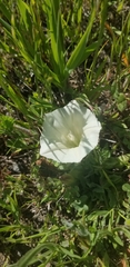 Calystegia subacaulis
