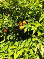 Citrus