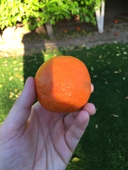 Citrus