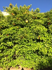 Citrus