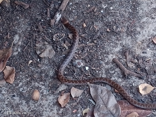 Sinaloan Nightsnake