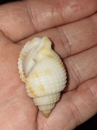 Cancellaria reticulata