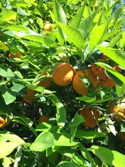 Citrus