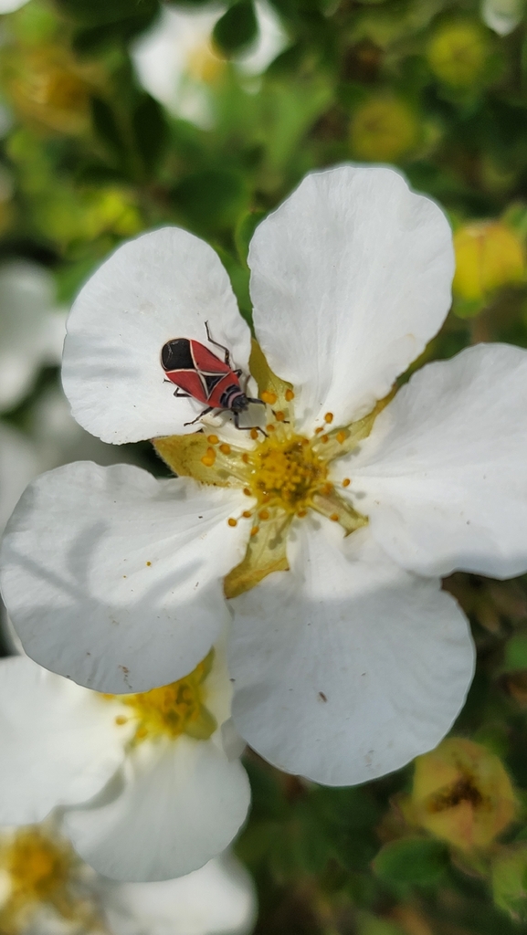 White-crossed Seed Bug from Edmonds College Transit Center Bay 3 ...