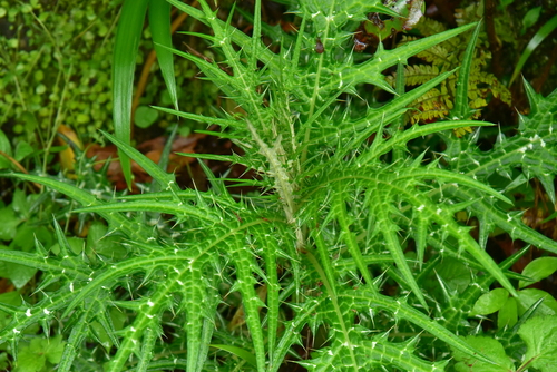 Cirsium nipponicum iNat (2)