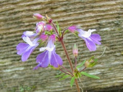Collinsia violacea