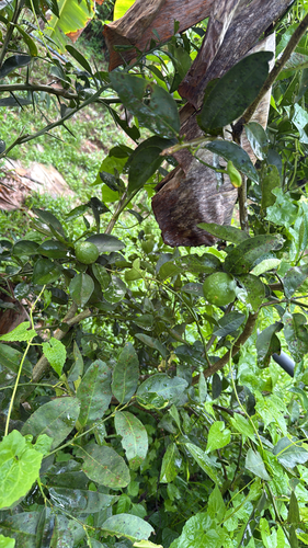 Citrus aurantiifolia observed 2026-05-06