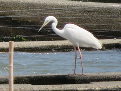Ardea alba