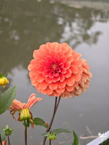 Garden Dahlia