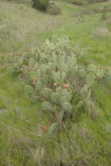 Opuntia × vaseyi
