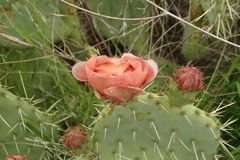 Opuntia × vaseyi