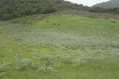 Cynara cardunculus cardunculus