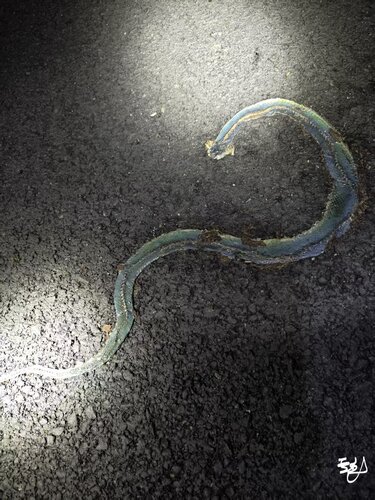 Chinese Green Snake