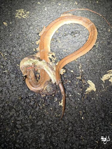 Red Mountain Ratsnake