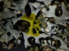 Hypogymnia incurvoides