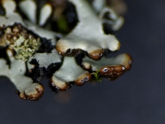 Hypogymnia incurvoides
