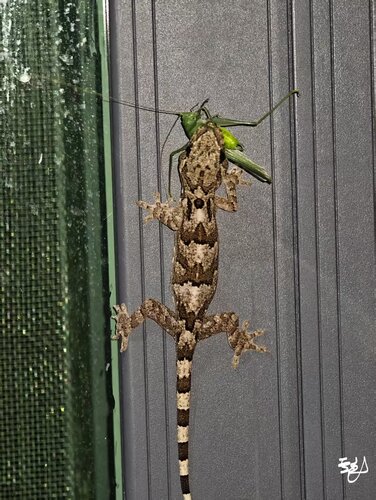 Mell's Gecko