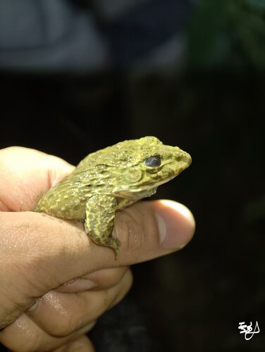 East Asian Bullfrog