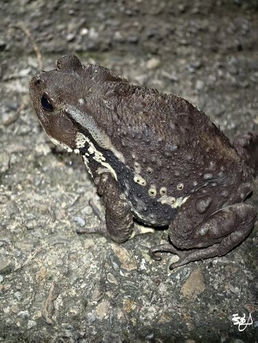 Asiatic Toad