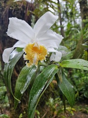 Sobralia chrysostoma