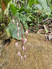 Gongora leucochila