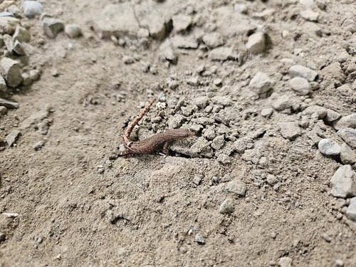 Lower Central American Geckolet, Sphaerodactylus millepunctatus
