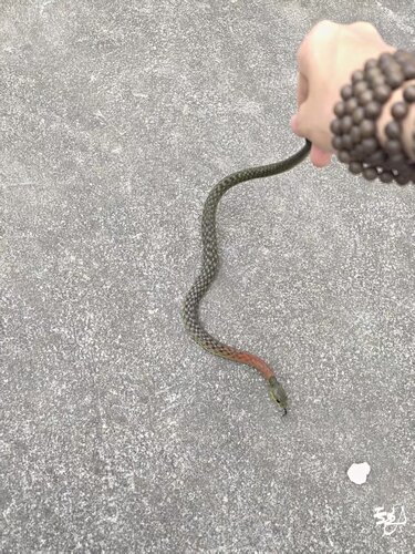 Heller's Red-necked Keelback