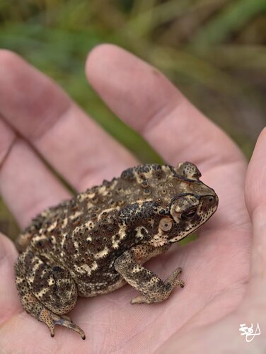 Asian Common Toad