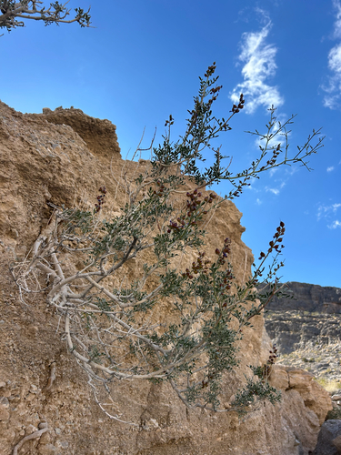 Psorothamnus fremontii, 2026-05-05