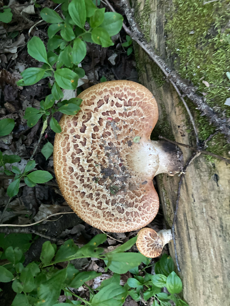Dryad's Saddle · May 2026 · photo: Photo: (c) Timon T. K., some rights reserved (CC BY) · iNaturalist