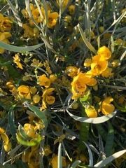 Senna