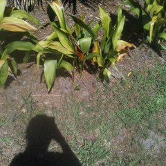 Aspidistra