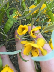 Senna