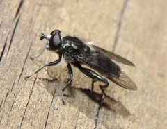 Chalcosyrphus metallifer