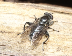 Chalcosyrphus metallifer