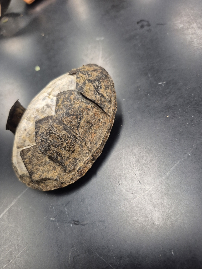 Eastern Musk Turtle in May 2026 by Landon Brown. Class Find Same as ...