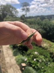 Atractomorpha similis