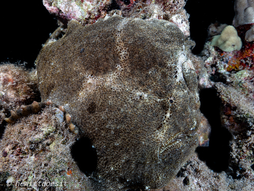 Antennarius commerson