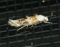 Mompha rufocristatella