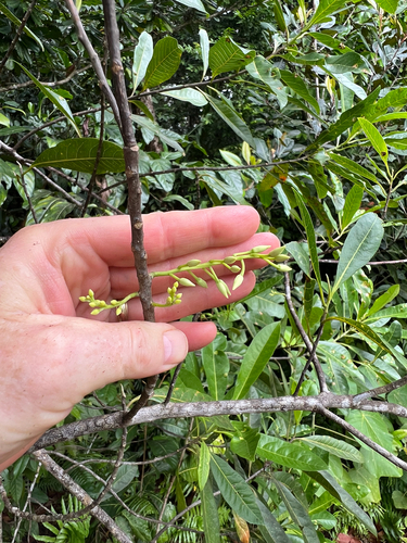 Elaeocarpus joga observed 2026-05-05