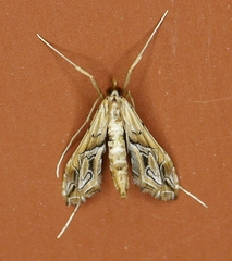 Lineodes fontella