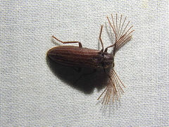 Callirhipis lherminieri