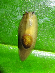 Amphibulima