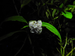 Psychotria urbaniana