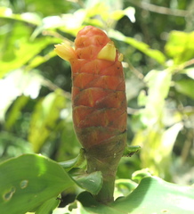 Costus scaber