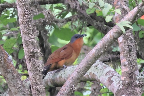 Grey-capped Cuckoo (Coccyzus lansbergi)