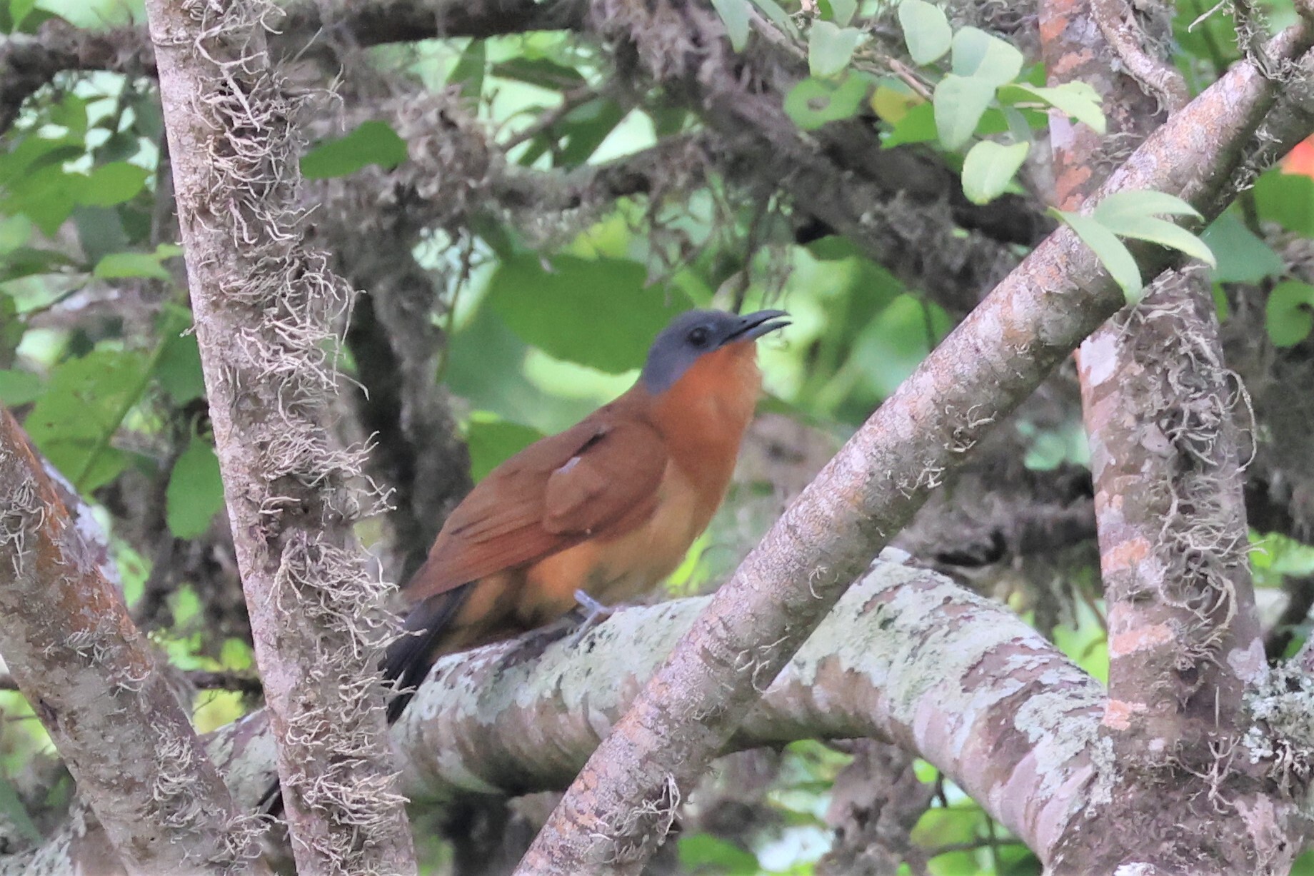 Grey-capped Cuckoo (Coccyzus lansbergi), photo 1