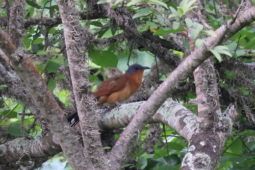 Grey-capped Cuckoo (Coccyzus lansbergi), photo 2