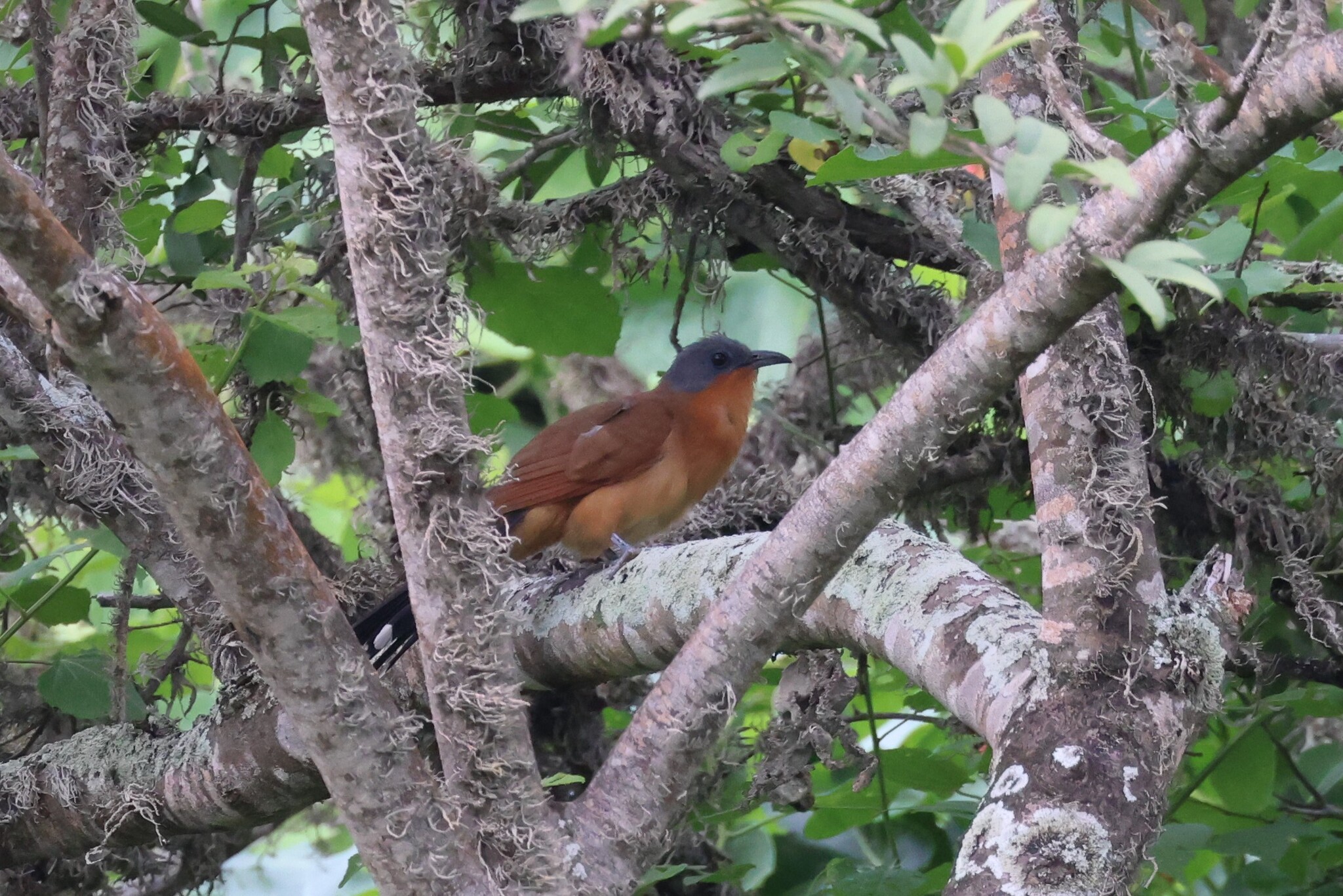 Grey-capped Cuckoo (Coccyzus lansbergi), photo 2