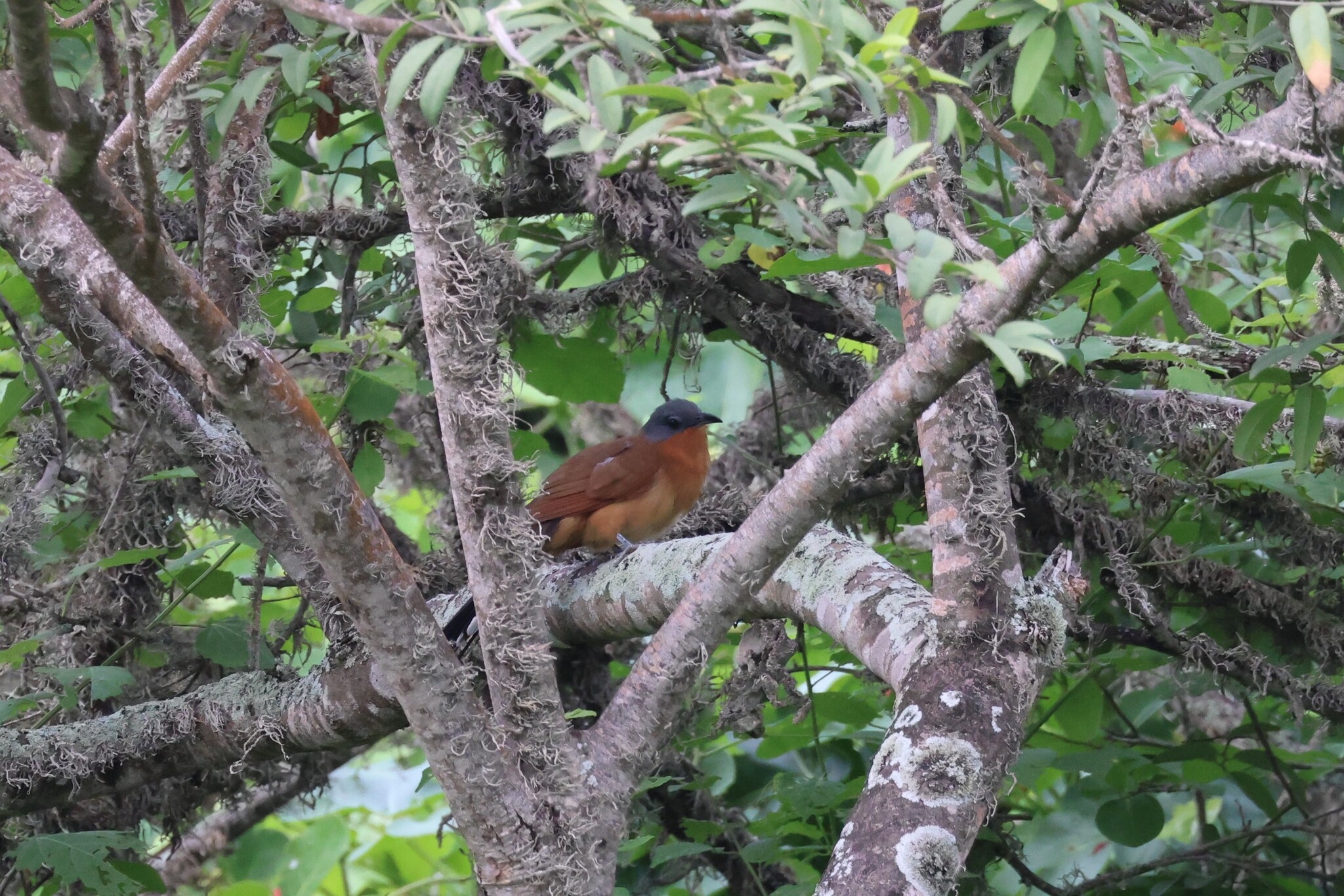 Grey-capped Cuckoo (Coccyzus lansbergi), photo 6